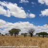 Tanzania-Day-Seven-Tarangire-11-of-16
