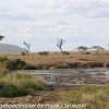 Tanzania-Day-Ten-Serengeti-animals-10-of-22