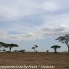 Tanzania-Day-Ten-Serengeti-animals-11-of-22