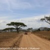 Tanzania-Day-Ten-Serengeti-animals-12-of-22
