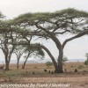 Tanzania-Day-Ten-Serengeti-animals-13-of-22