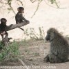 Tanzania-Day-Ten-Serengeti-animals-15-of-22