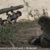 Tanzania-Day-Ten-Serengeti-animals-16-of-22