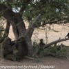 Tanzania-Day-Ten-Serengeti-animals-22-of-22