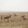 Tanzania-Day-Ten-Serengeti-animals-4-of-22