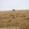 Tanzania-Day-Ten-Serengeti-animals-5-of-22