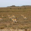 Tanzania-Day-Ten-Serengeti-animals-6-of-22