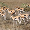Tanzania-Day-Ten-Serengeti-animals-7-of-22