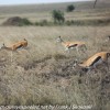 Tanzania-Day-Ten-Serengeti-animals-8-of-22
