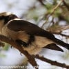 Tanzania-Day-Ten-Serengeti-birds-1-of-11