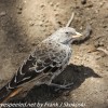 Tanzania-Day-Ten-Serengeti-birds-7-of-11