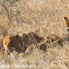 Tanzania-Day-Ten-Serengeti-lions-giraffe-1-of-17