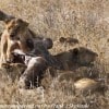 Tanzania-Day-Ten-Serengeti-lions-giraffe-10-of-17