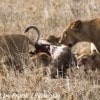 Tanzania-Day-Ten-Serengeti-lions-giraffe-11-of-17
