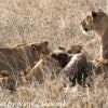 Tanzania-Day-Ten-Serengeti-lions-giraffe-12-of-17