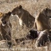 Tanzania-Day-Ten-Serengeti-lions-giraffe-16-of-17