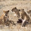 Tanzania-Day-Ten-Serengeti-lions-giraffe-17-of-17