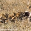 Tanzania-Day-Ten-Serengeti-lions-giraffe-2-of-17
