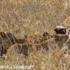 Tanzania-Day-Ten-Serengeti-lions-giraffe-3-of-17