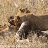 Tanzania-Day-Ten-Serengeti-lions-giraffe-4-of-17