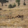 Tanzania-Day-Ten-Serengeti-lions-giraffe-5-of-17
