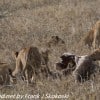 Tanzania-Day-Ten-Serengeti-lions-giraffe-6-of-17