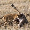 Tanzania-Day-Ten-Serengeti-lions-giraffe-8-of-17