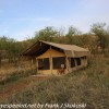 Tanzania-Day-Ten-Serengeti-drive-and-camp-20-of-29