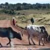 Tanzania-Day-Ten-drive-to-Serengeti-14-of-22