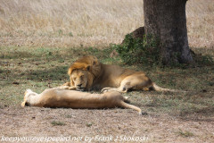 Tanzania Day Ten Serengeti lion couple October 7 2019