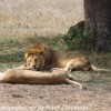 Tanzania-Day-Ten-Serengeti-lion-couple-1-of-41