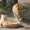 Tanzania-Day-Ten-Serengeti-lion-couple-10-of-41