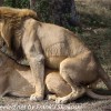 Tanzania-Day-Ten-Serengeti-lion-couple-13-of-41