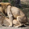 Tanzania-Day-Ten-Serengeti-lion-couple-14-of-41
