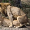 Tanzania-Day-Ten-Serengeti-lion-couple-15-of-41
