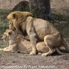 Tanzania-Day-Ten-Serengeti-lion-couple-16-of-41