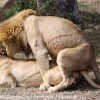 Tanzania-Day-Ten-Serengeti-lion-couple-17-of-41