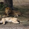 Tanzania-Day-Ten-Serengeti-lion-couple-18-of-41
