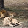Tanzania-Day-Ten-Serengeti-lion-couple-19-of-41