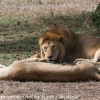 Tanzania-Day-Ten-Serengeti-lion-couple-2-of-41