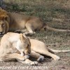 Tanzania-Day-Ten-Serengeti-lion-couple-20-of-41