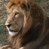 Tanzania-Day-Ten-Serengeti-lion-couple-3-of-41