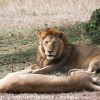 Tanzania-Day-Ten-Serengeti-lion-couple-4-of-41