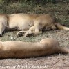 Tanzania-Day-Ten-Serengeti-lion-couple-5-of-41