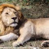 Tanzania-Day-Ten-Serengeti-lion-couple-6-of-41