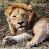 Tanzania-Day-Ten-Serengeti-lion-couple-7-of-41