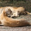 Tanzania-Day-Ten-Serengeti-lion-couple-8-of-41