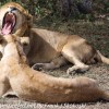 Tanzania-Day-Ten-Serengeti-lion-couple-9-of-41