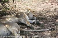 Tanzania Day Ten Serengeti Lion family October 7 2019
