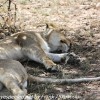 Tanzania-Day-Ten-Serengeti-lion-family-under-1-of-24